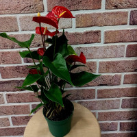 Houseplant Anthurium 1